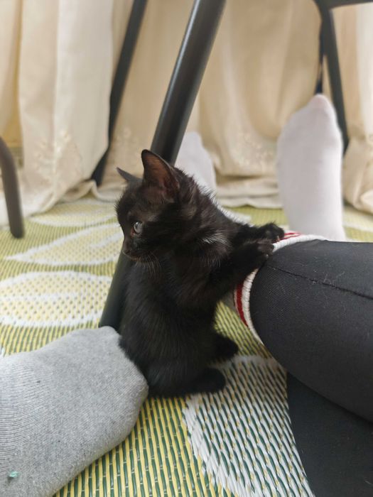 Котенца, бели и черни