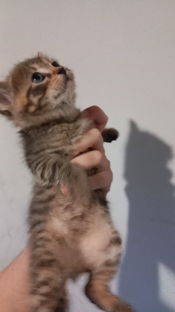 Motan spre adopție
