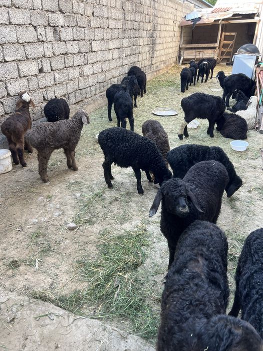 Qozichoqla sotiladi 2oylidan 4oyligacha