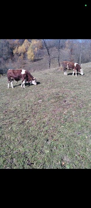 Viței de vânzare pereche