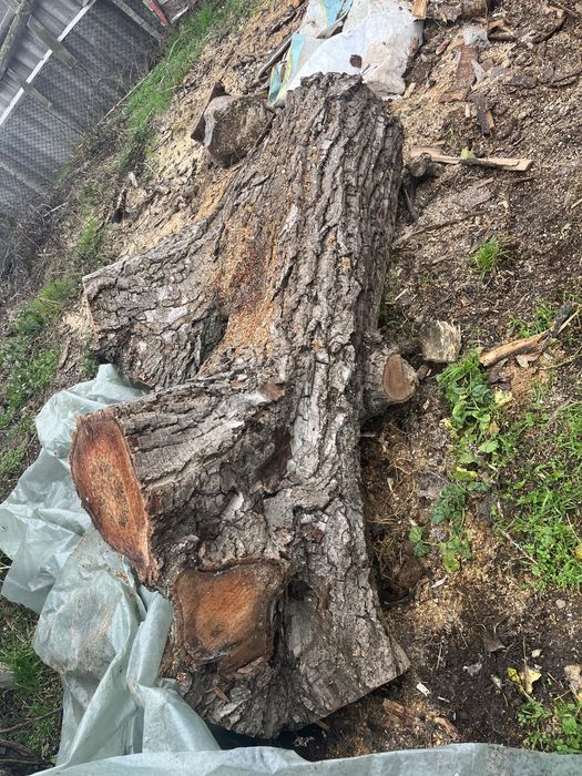 Vând bușteni de nuc. Pentru bobilier etc.