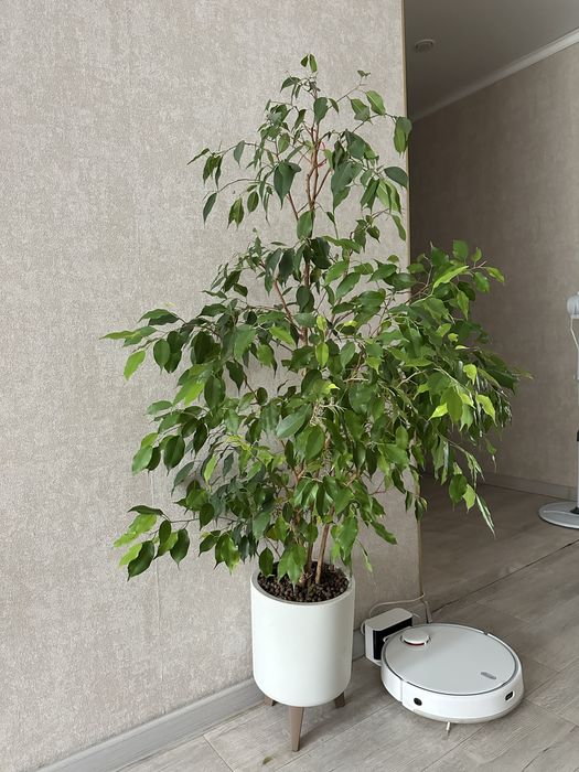 Продам фикус Бенджамина