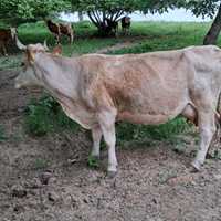 Vaca baltata romaneasca & vitei