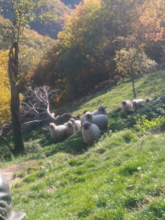 Vând 10 oi bucălai