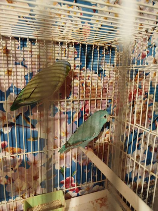 Vand o pereche papagali forpus