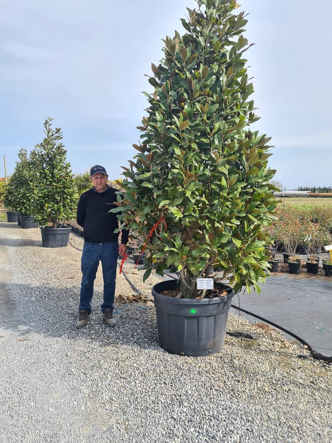 Plante ornamentale pentru o grădină de vis livrare gratuită