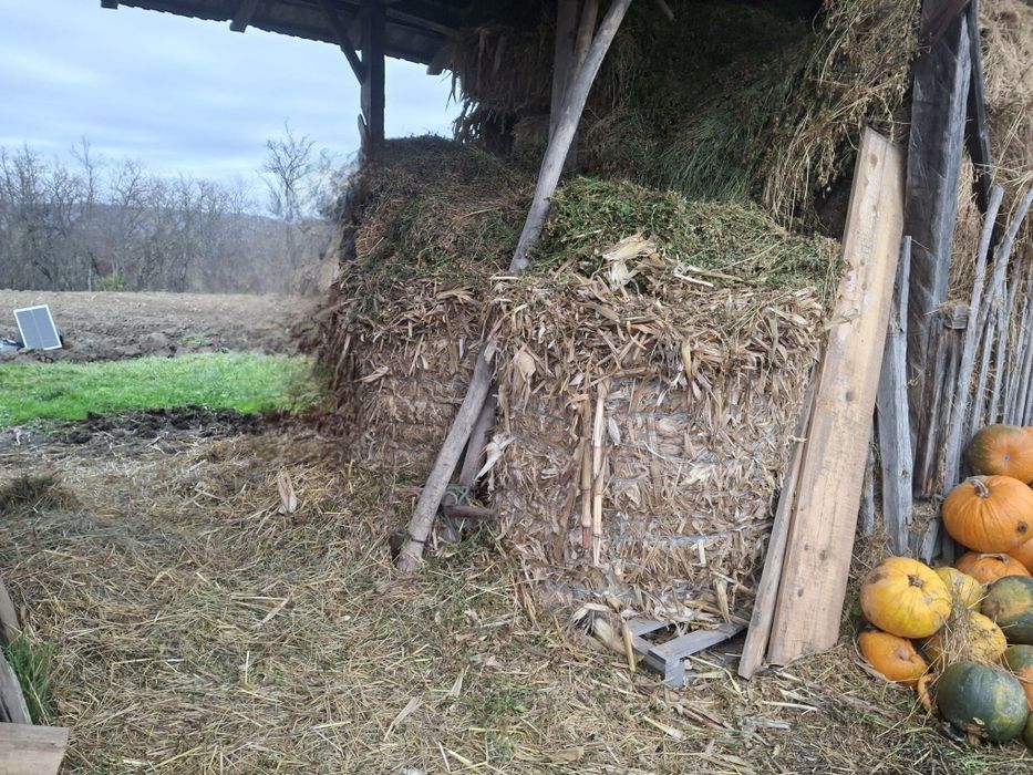 Baloți de tulei de vânzare