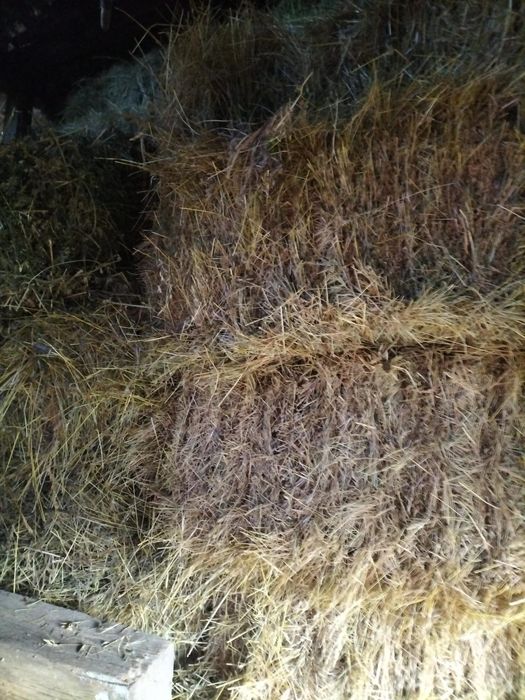 Vând baloți rotunzi și dreptunghiular