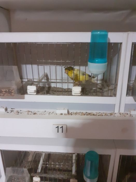 Vând canari și canarite Slavujari