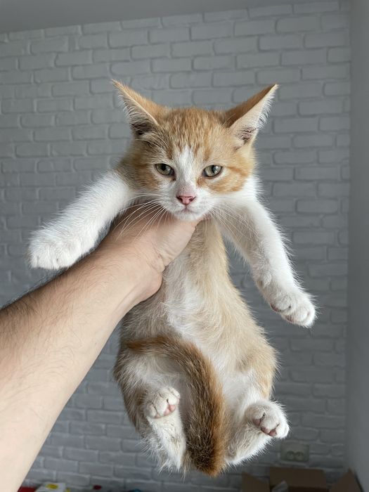 Pui de pisica adoptie