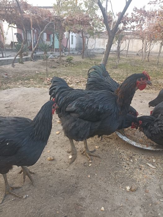 Хўрозлар сотилади.жерс