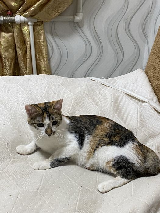 Отдам кошечку в добрые руки
