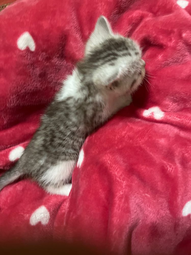 котята породы шиншилла