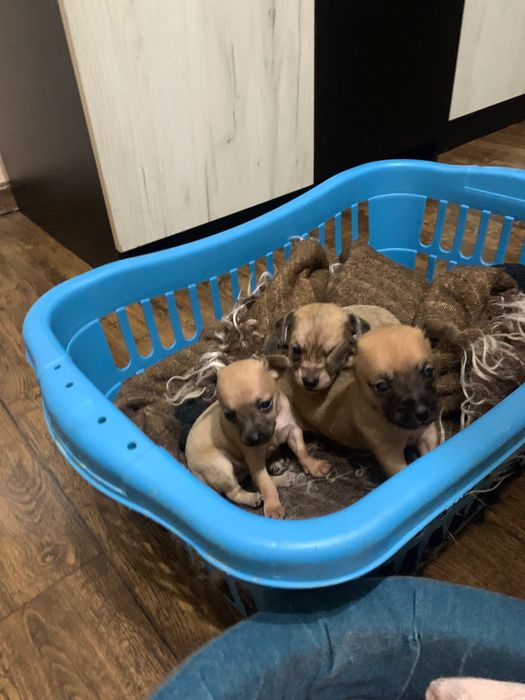 Пясъчни Мини Пинчери