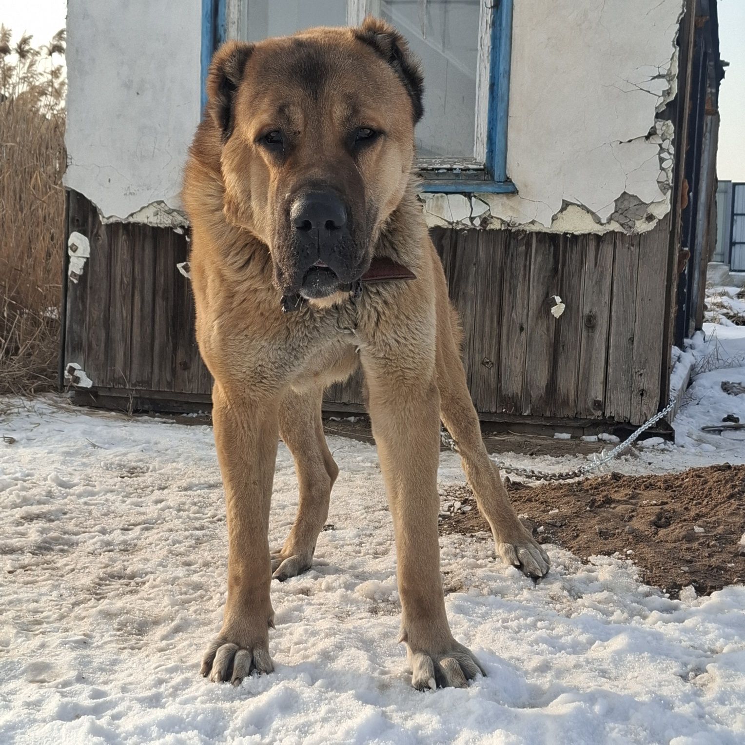Кобель на вязку супер тяж 1метр в холке