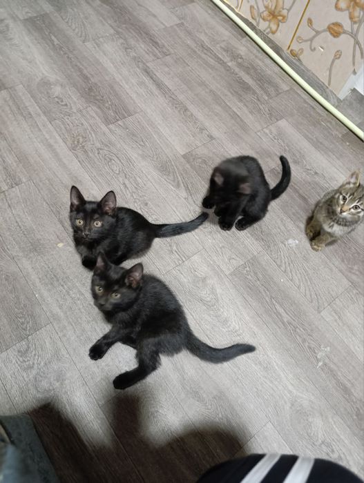 Mushuklar Bepul Котята Бесплатно