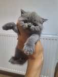 Pisicute british shorthair