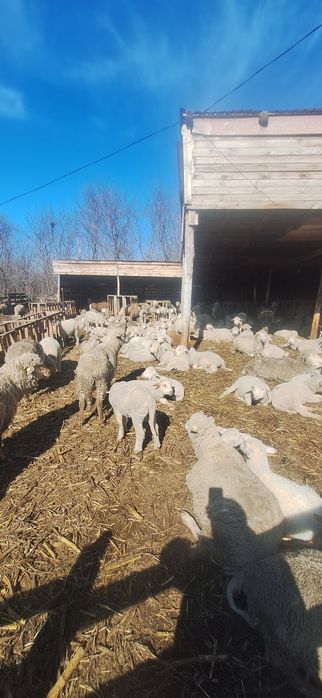 Vand berbecuti de sacrificat!40 bucati.