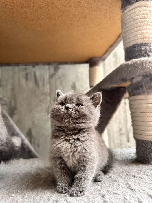 Котята Британцы