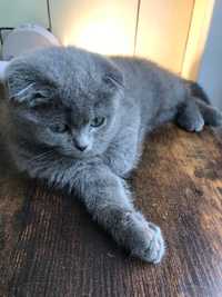 Scottish fold blue în căutarea unei case iubitoare!