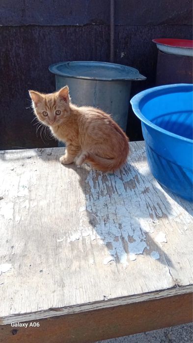 Отдам котят