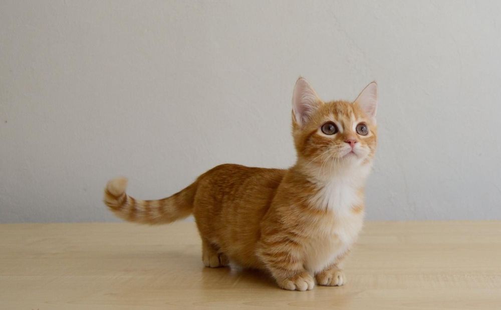 Манчкин Короткий лапа
