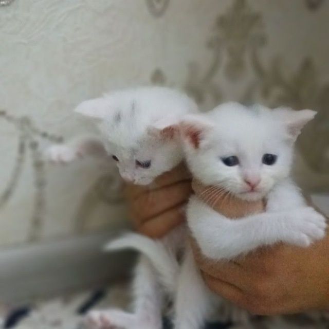 Котята  хорошие руки