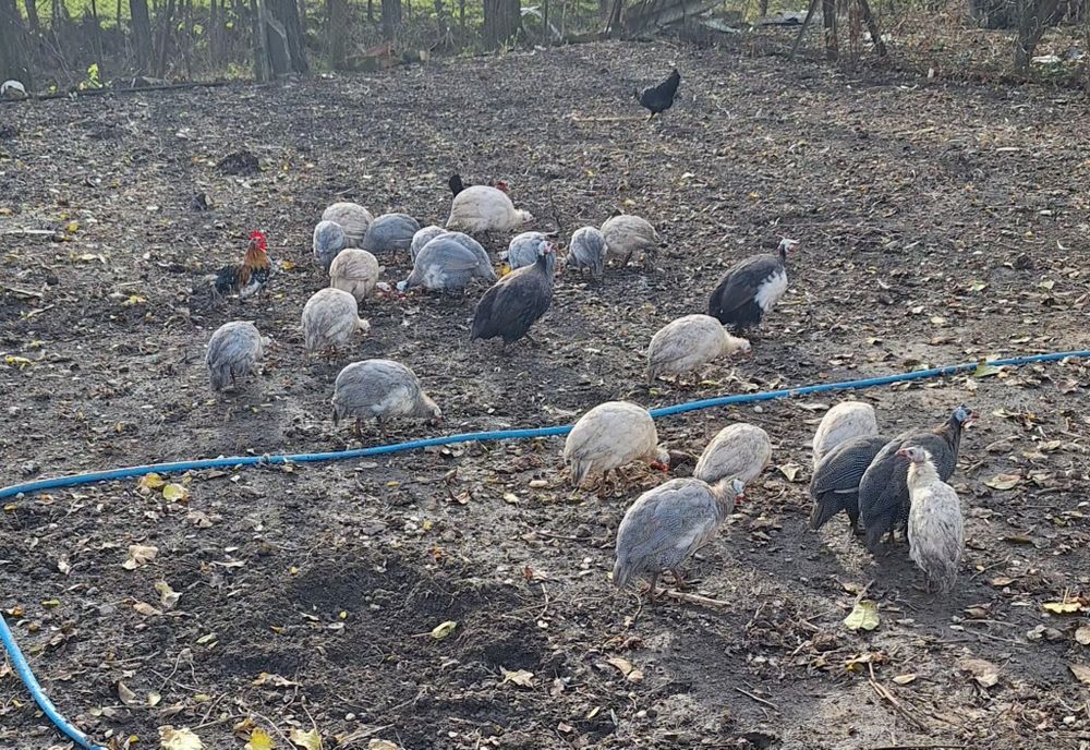 Vând bibilici de anu ăsta