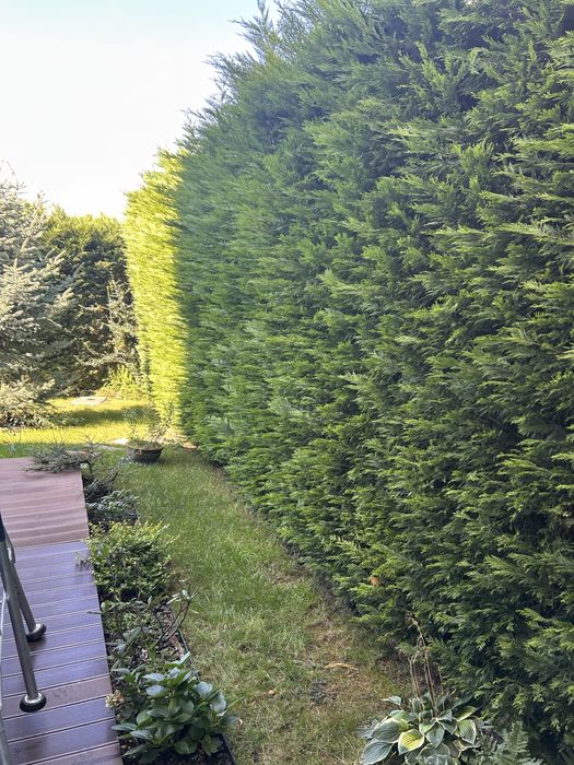 Brădina Garden – Întreținere spații verzi 2026 cu factură