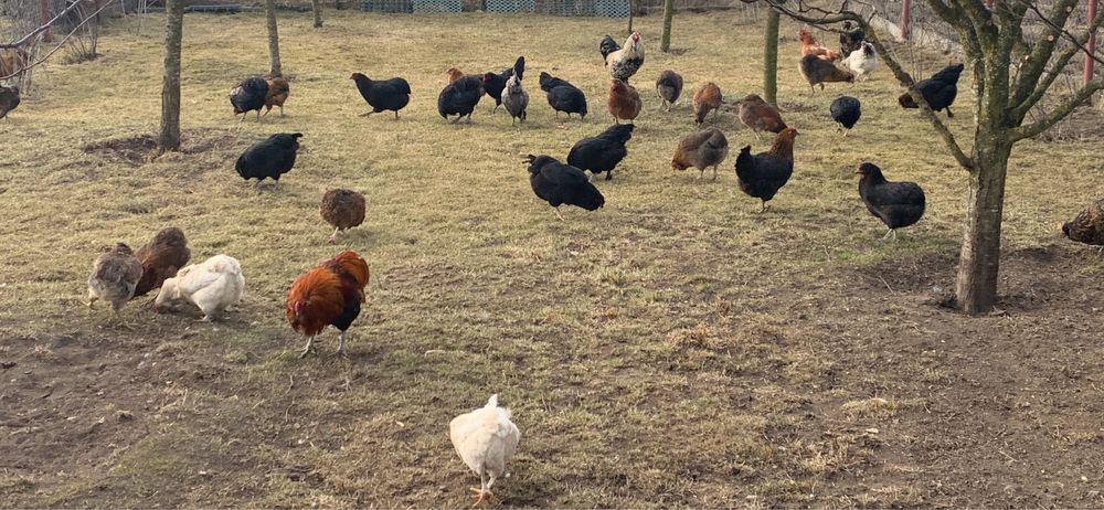 Vand gaini si cocosi Araucana, Ameraucana si Marans