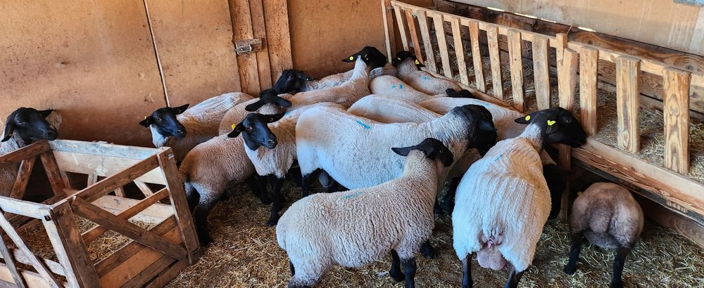 Oi si berbeci  suffolk cu pedigree!