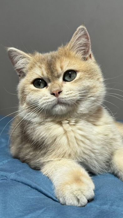 Британский котенок золотая шиншила   ау11