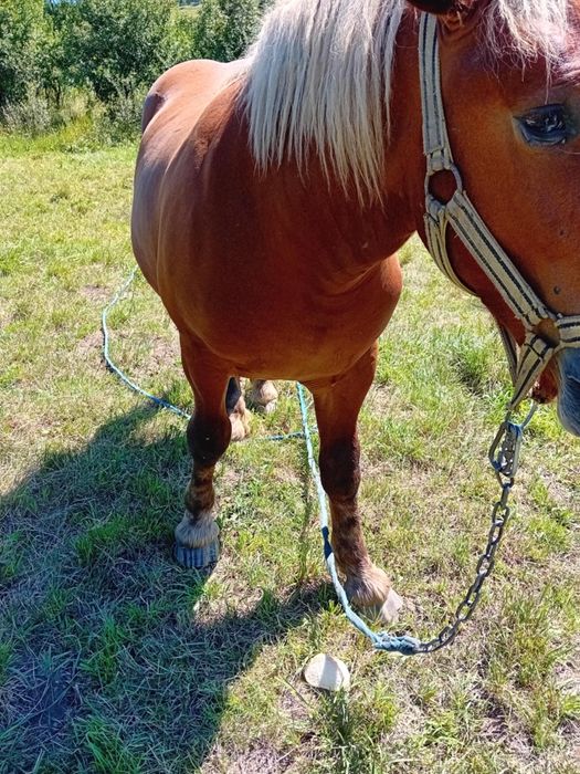 vând mânz mai multe detalii la telefon