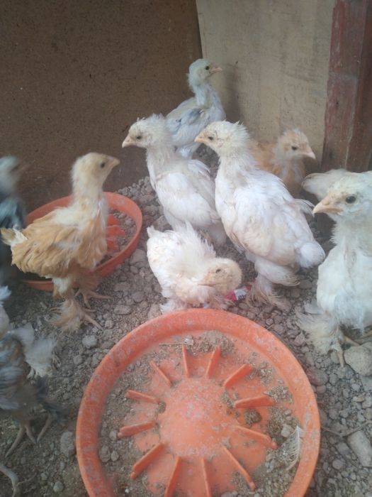 Брамма жужалар сотилади