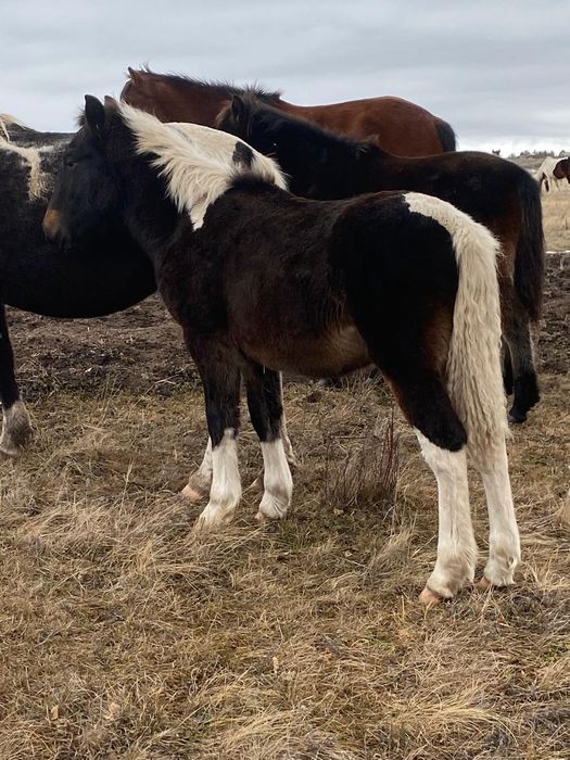 Казаки Семиз Жабагы сатам