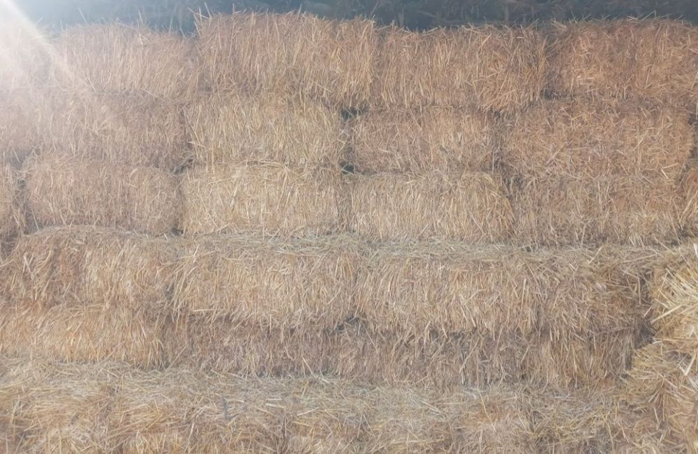 Somon press sotiladi