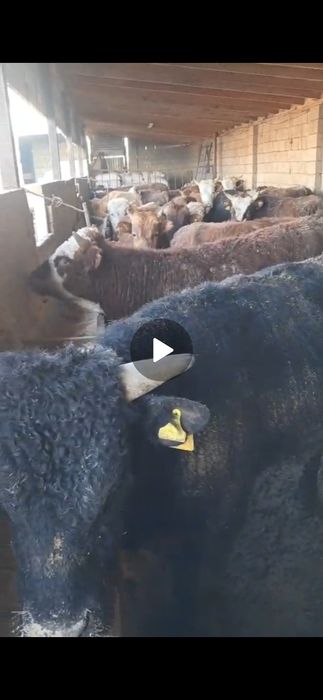 Бука 1-1.5-2 жасарлар круг 500 мынан