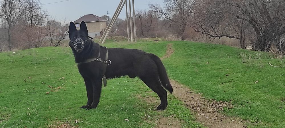 Ищем девочку опытную, такого же окраса.