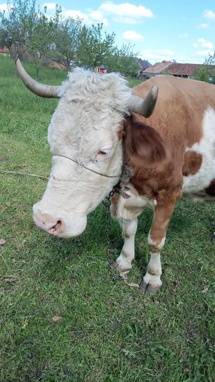 Vaca cu vitel de 3 luni