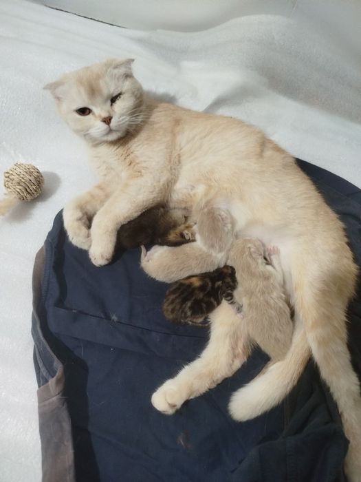 Продаются семья СКОТИШ ФУД