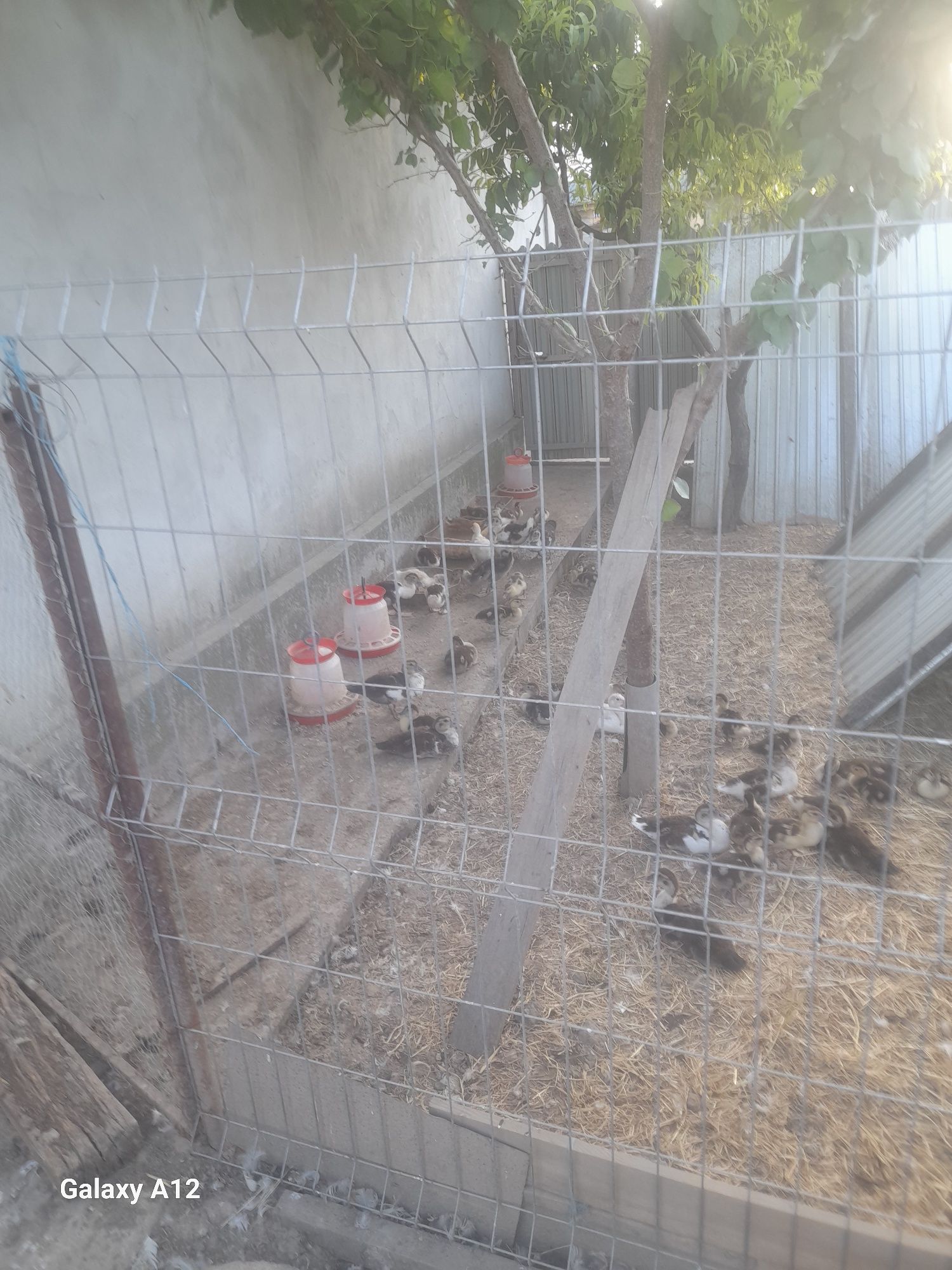 Vând rate lesesesti