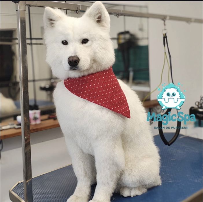 Pui catelusi Samoyed