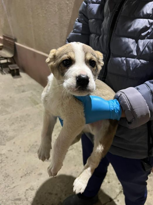 Алабай кушик сатылады