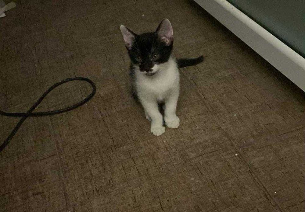 motan pentru adoptie