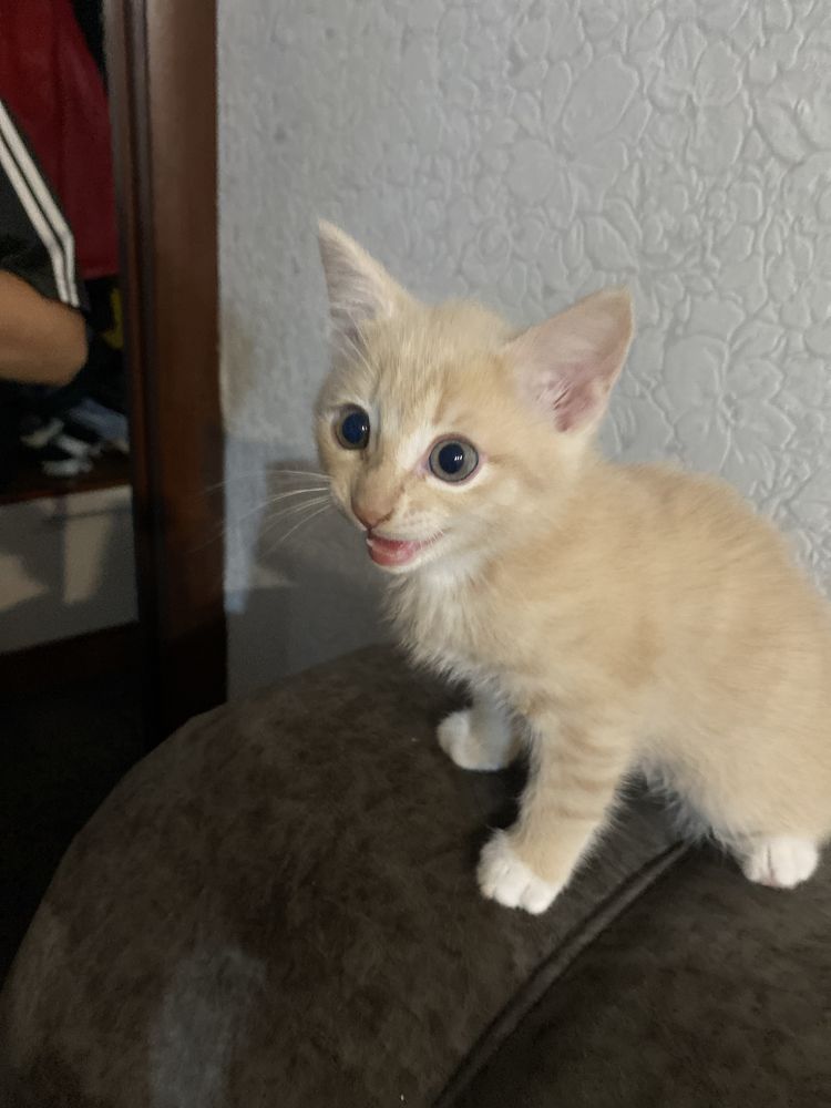 Котенок 2 месяца