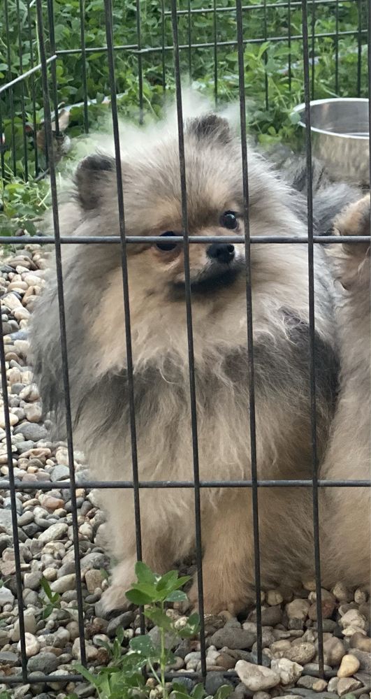 Pomeranian mini toy