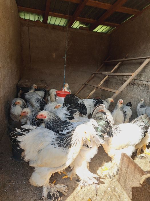 Cocosi brahma de 5 luni