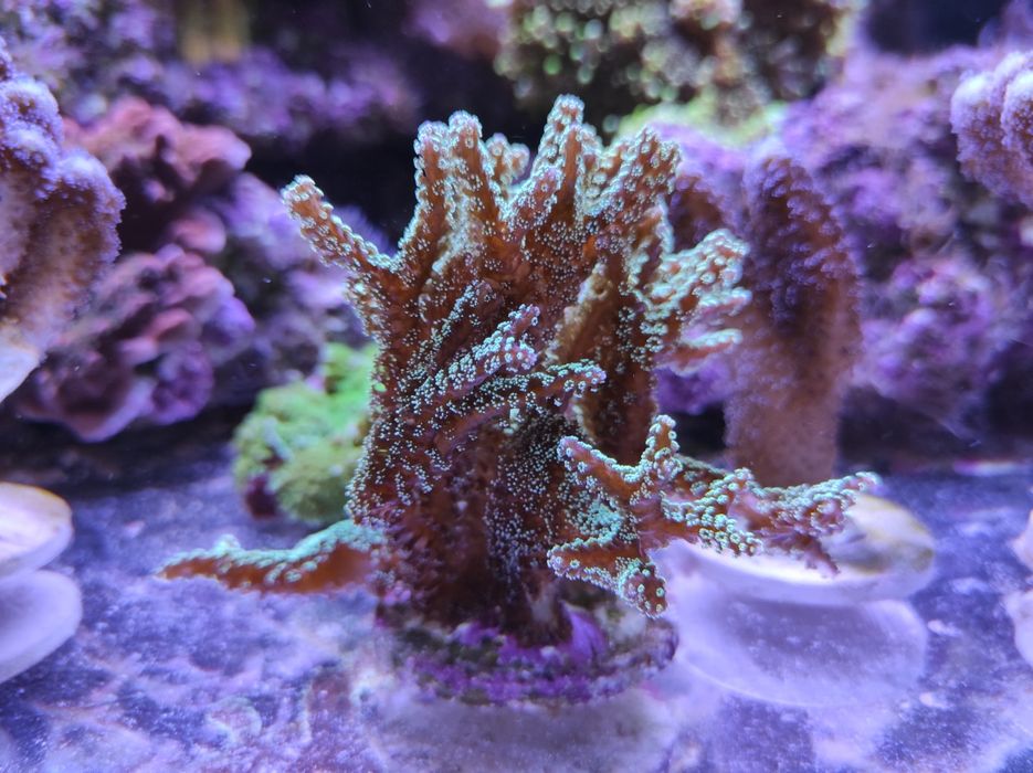 Живой морской коралл