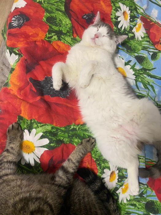 Прекрасный котик ищет свою замечательную семью!