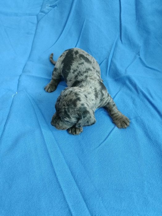 Teckel mini arlequin merle tekel mini pitic blue eyes ochii albastrii